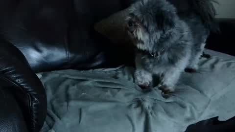 66bear online show from December 2024 11:00:02 AM