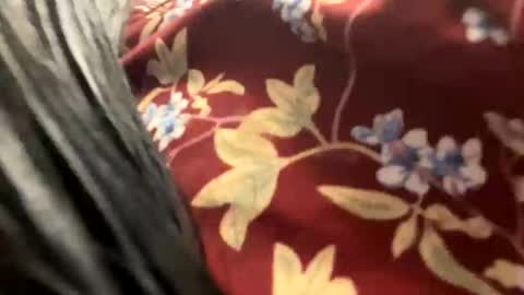 _catalina_linda_ok online show from October 2025 06:41:02 AM