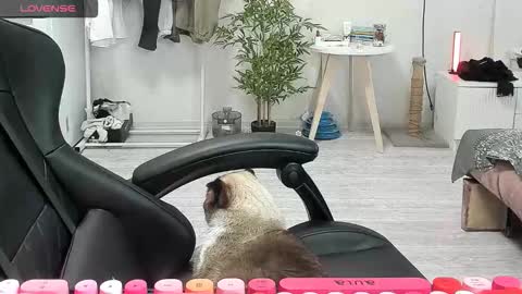 Alis online show from December 2025 08:40:02 AM