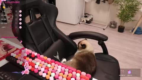 Alis online show from December 2025 08:40:02 AM