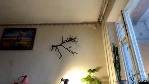 Snapshot of aevra chatting on October 2025 05:37:01 AM vegans taste better online show from October 2025 05:37:01 AM