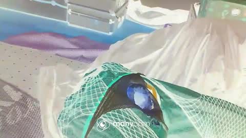 Snapshot of alwaysniceguy2 chatting on January 2025 03:16:02 AM HoneyMelonGuy online show from January 2025 03:16:02 AM