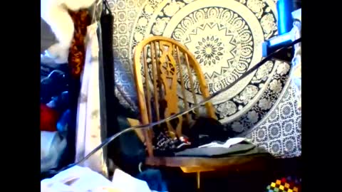 ambionce online show from May 2026 08:42:02 AM