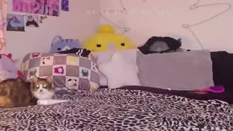 amia mia online show from January 2026 07:58:02 AM