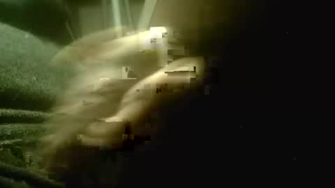 amolafica12 online show from December 2025 05:18:02 PM