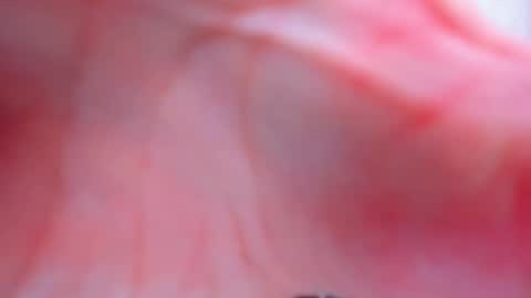 Snapshot of antheaprime chatting on February 2026 03:55:01 PM Anthea online show from February 2026 03:55:01 PM