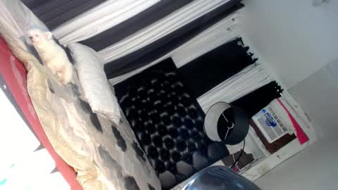 Snapshot of asianhotlover69 chatting on March 2025 06:37:02 PM elish 3 online show from March 2025 06:37:02 PM