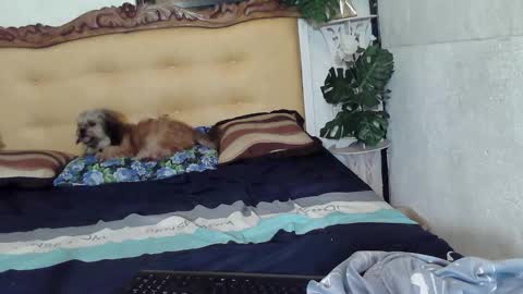 asianladyboy888 online show from February 2026 05:10:01 PM