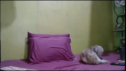 Mhay online show from August 2026 05:07:02 AM