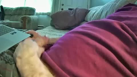 bcema2 online show from January 2025 09:44:02 PM