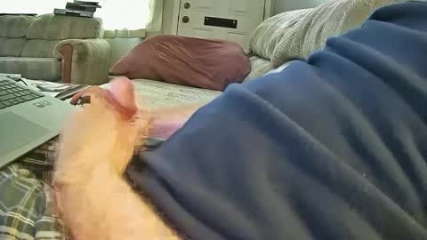 bcema2 online show from October 2025 06:49:02 PM