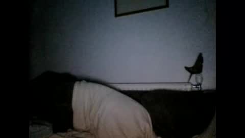 beatlebut online show from October 2025 06:25:02 PM