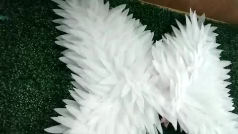 bela_rous online show from June 2026 06:34:01 PM