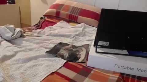 berlinerbaer1963 online show from April 2026 06:43:01 PM