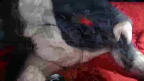 Snapshot of biggrey66 chatting on December 2024 04:34:02 AM biggrey66 online show from December 2024 04:34:02 AM