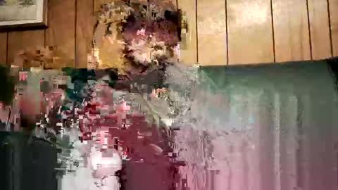 bigwytecock1979 online show from February 2025 01:52:02 AM