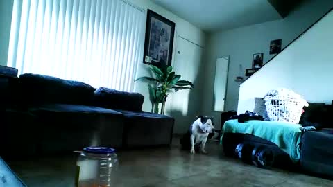 Snapshot of blackriches96 chatting on February 2025 03:09:02 PM blackriches96 online show from February 2025 03:09:02 PM