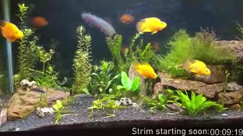 Booker Baxton online show from November 2025 03:59:02 AM