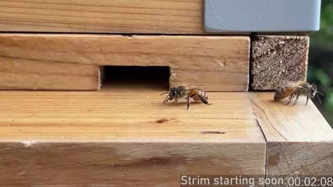 Booker Baxton online show from December 2025 04:07:02 AM