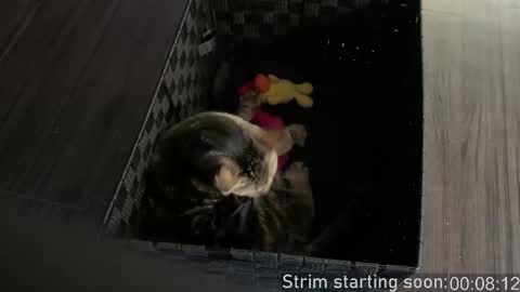 Booker Baxton online show from February 2026 03:59:01 AM