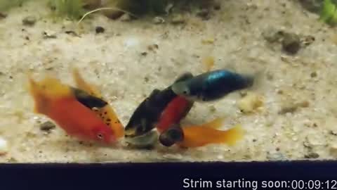 Booker Baxton online show from February 2026 04:00:01 AM