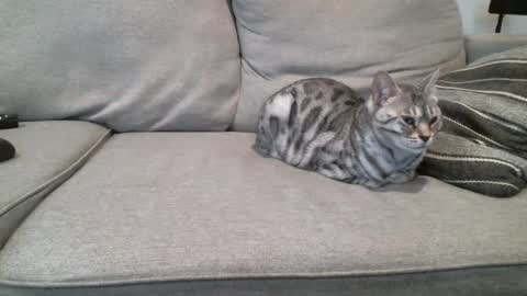 Snapshot of buck_camstar chatting on March 2025 03:42:02 PM Buck online show from March 2025 03:42:02 PM