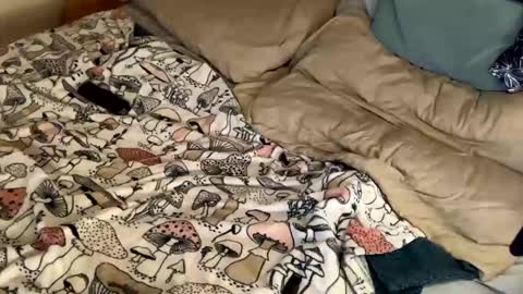 Snapshot of cadillacpmc chatting on December 2024 11:17:02 PM Cadillac P online show from December 2024 11:17:02 PM