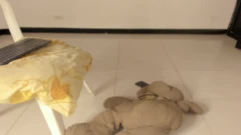 Caro online show from March 2026 12:22:01 PM