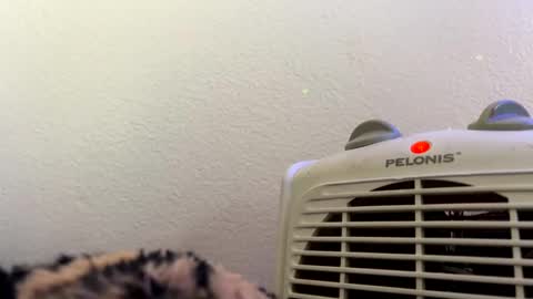 Snapshot of casidy1 chatting on February 2025 07:14:01 PM casidy1 online show from February 2025 07:14:01 PM