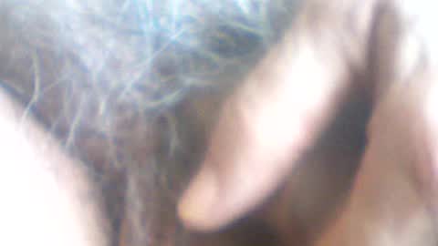castells online show from July 2026 02:43:02 PM