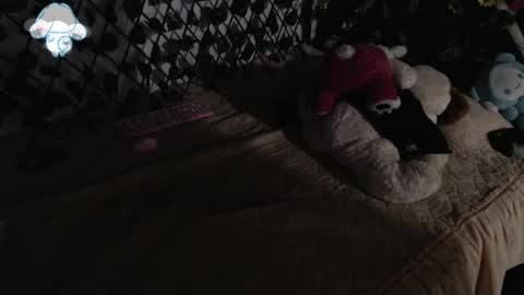 charly_evans60 online show from March 2025 02:41:02 AM