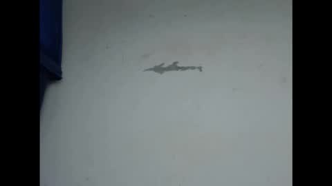 cornxcunt online show from February 2026 04:56:02 PM