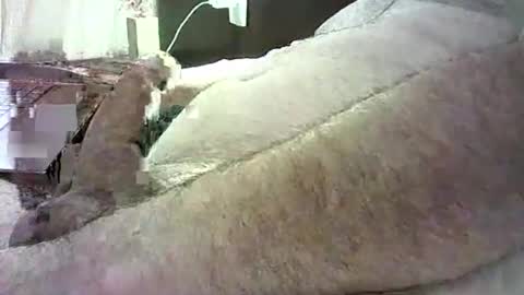 Snapshot of cv79brctba chatting on October 2025 02:58:02 AM cv79brctba online show from October 2025 02:58:02 AM