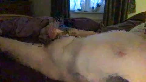 Snapshot of daddymoans4u chatting on December 2024 08:15:01 AM daddymoans4u online show from December 2024 08:15:01 AM