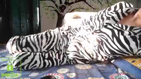 Sasha online show from December 2024 11:45:01 AM