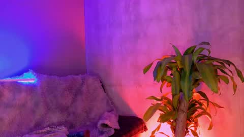 Snapshot of danita_veelz chatting on June 2026 10:37:01 PM danita_veelz online show from June 2026 10:37:01 PM