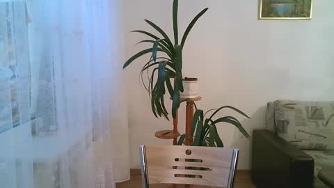 Snapshot of dartanjanas chatting on December 2025 11:15:01 AM Dario online show from December 2025 11:15:01 AM