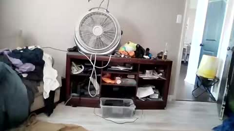 Daddy online show from March 2026 08:46:02 PM