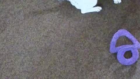 Snapshot of dollniki chatting on October 2025 10:06:01 AM Niki Doll online show from October 2025 10:06:01 AM