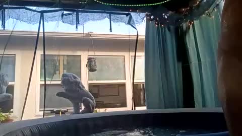 Snapshot of doobie1717 chatting on September 2025 12:43:01 PM doobie1717 online show from September 2025 12:43:01 PM