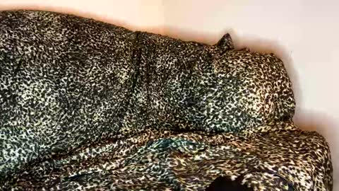 dove_love22 online show from November 2025 04:33:02 AM