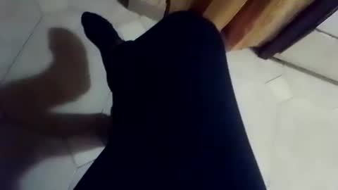 dthedog12 online show from March 2026 02:35:02 PM