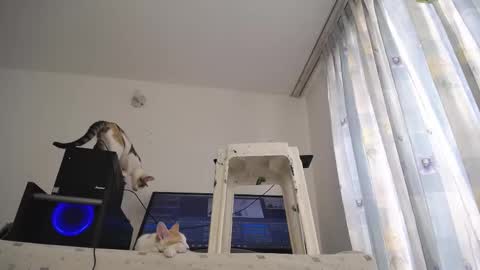 Eolicasextwo online show from March 2025 03:20:02 PM