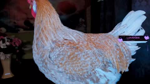 Eve online show from January 2025 11:34:02 PM