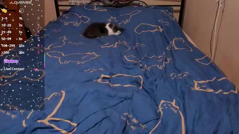 Snapshot of eva_zero chatting on February 2026 03:12:01 PM Eva online show from February 2026 03:12:01 PM