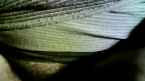 Snapshot of felicaste chatting on February 2025 09:24:01 AM felicaste online show from February 2025 09:24:01 AM