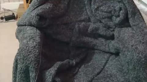 ffys2025 online show from February 2026 09:22:01 PM