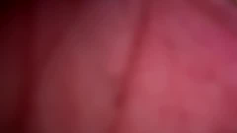 Snapshot of forbiddenalpha chatting on May 2026 11:44:02 PM ForbiddenAlpha online show from May 2026 11:44:02 PM