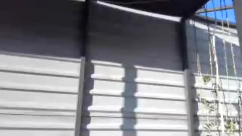 fox_red_lady7 online show from July 2026 04:06:01 PM