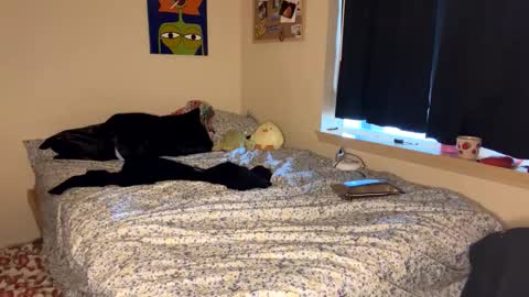 Snapshot of foxyredddd chatting on January 2025 07:18:02 PM beautiful blair online show from January 2025 07:18:02 PM